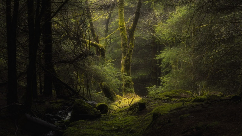 Image:Forest.jpg